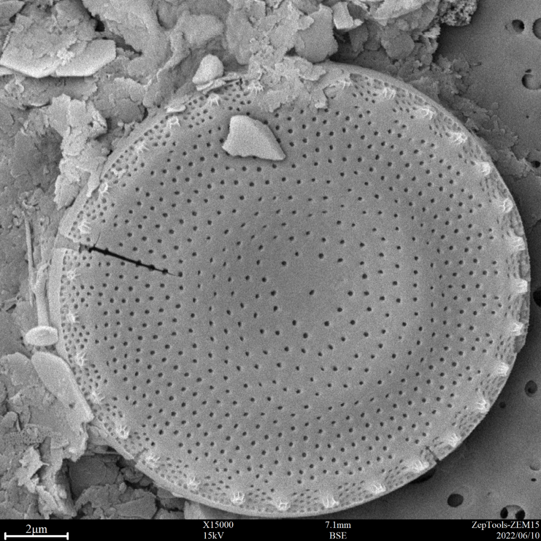 硅藻鑒定.png 硅藻鑒定.png